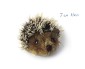 mini igel 7 cm - Bild1