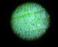 mini mikroskop - Bild5